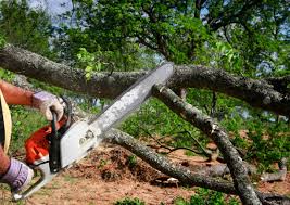 Kannapolis, NC Tree Removal Services Company