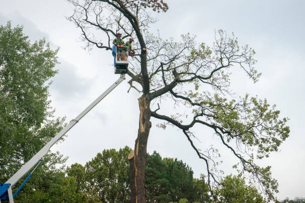 Best Fruit Tree Pruning  in Kannapolis, NC