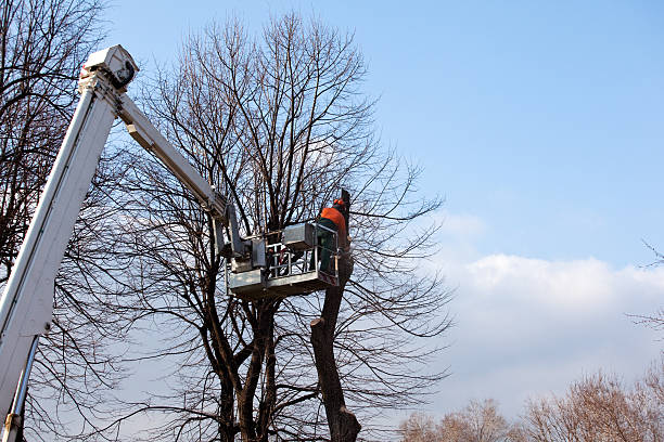 Best Hedge Trimming  in Kannapolis, NC